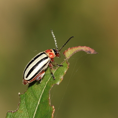 Disonycha alternata