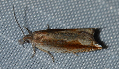 Ancylis diminuatana