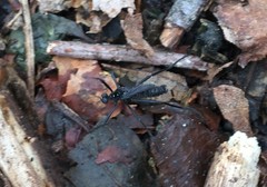 Penthetria funebris