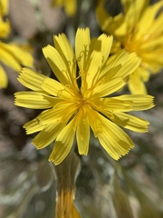 Crepis intermedia