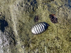 Chiton magnificus