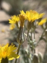 Crepis intermedia