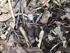 Penthetria funebris