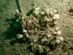 Cladopsammia eguchii