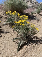 Crepis intermedia