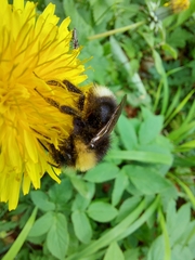 Bombus bohemicus