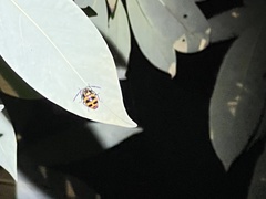 Chrysocoris fascialis