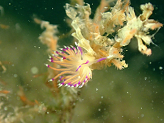 Unidentia aliciae