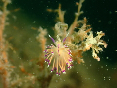 Unidentia aliciae