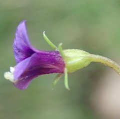 Monopsis simplex