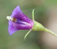 Monopsis simplex