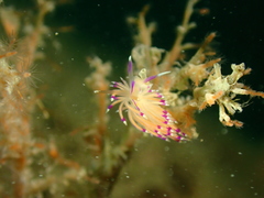 Unidentia aliciae