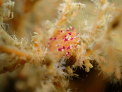 Unidentia aliciae