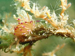 Unidentia aliciae
