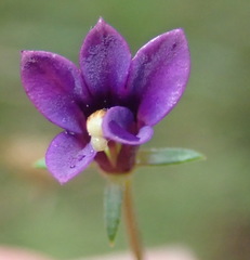 Monopsis simplex