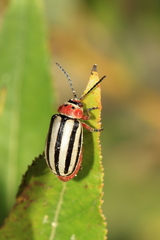 Disonycha alternata