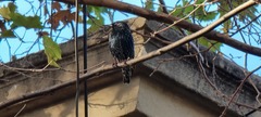 Sturnus vulgaris