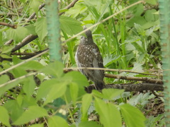 Turdus pilaris