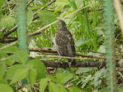 Turdus pilaris
