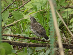 Turdus pilaris