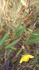 Chamaecrista flexuosa