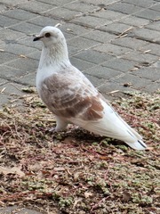 Columba livia domestica