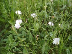 Convolvulus arvensis