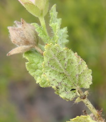 Anisodontea scabrosa