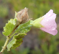 Anisodontea scabrosa