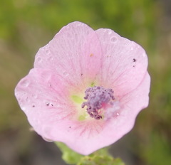 Anisodontea scabrosa
