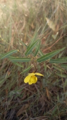 Chamaecrista flexuosa