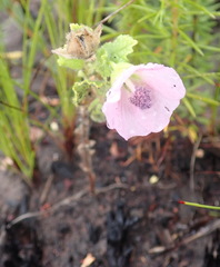 Anisodontea scabrosa