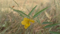 Chamaecrista flexuosa