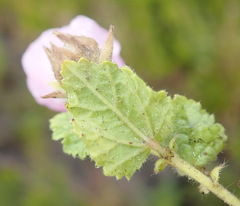 Anisodontea scabrosa