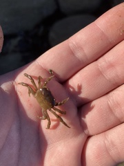 Cyclograpsus cinereus