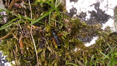 Platydracus fulvipes