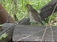 Turdus pilaris