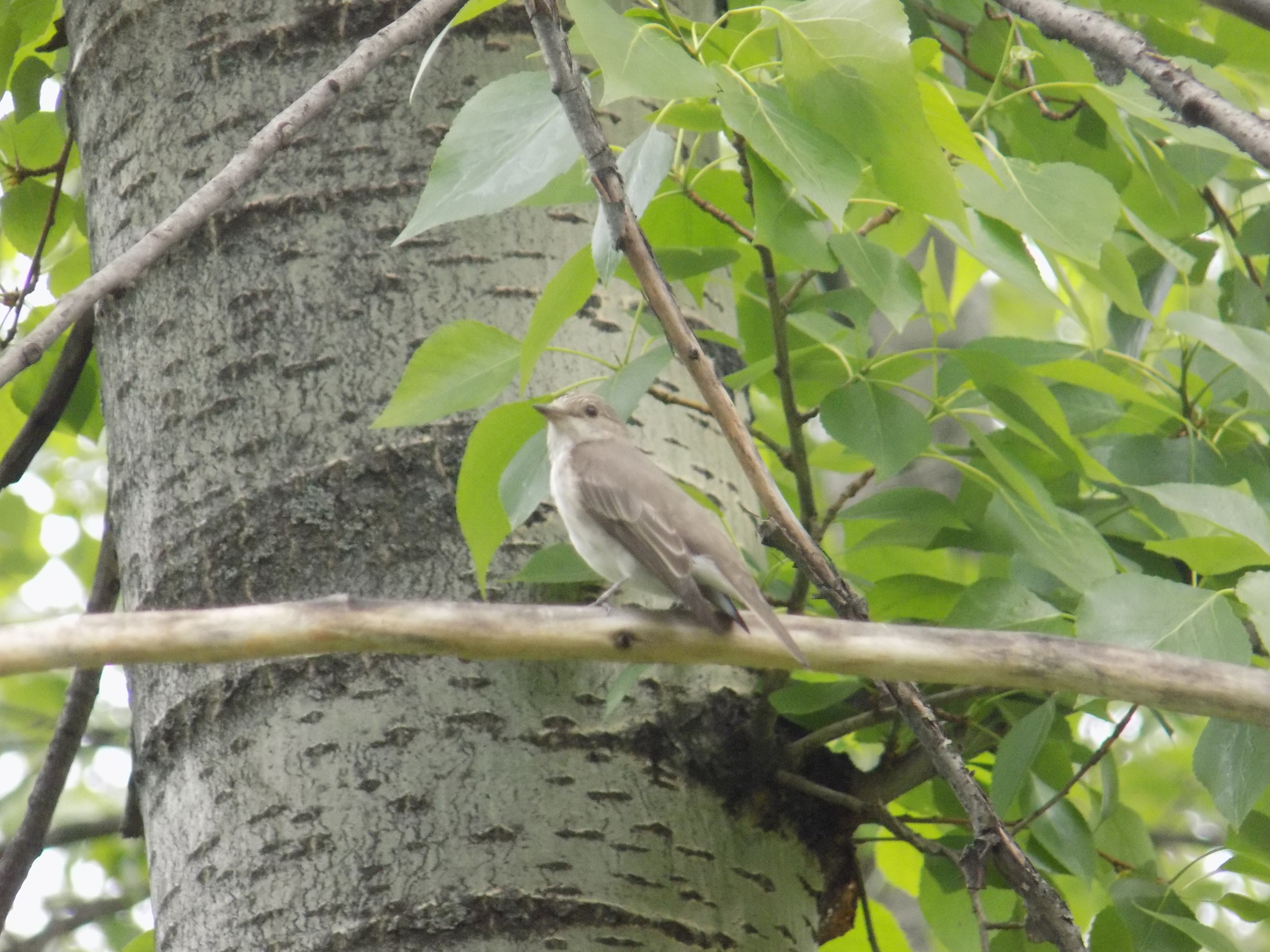 Spotted Flycatcher