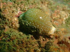 Naria miliaris