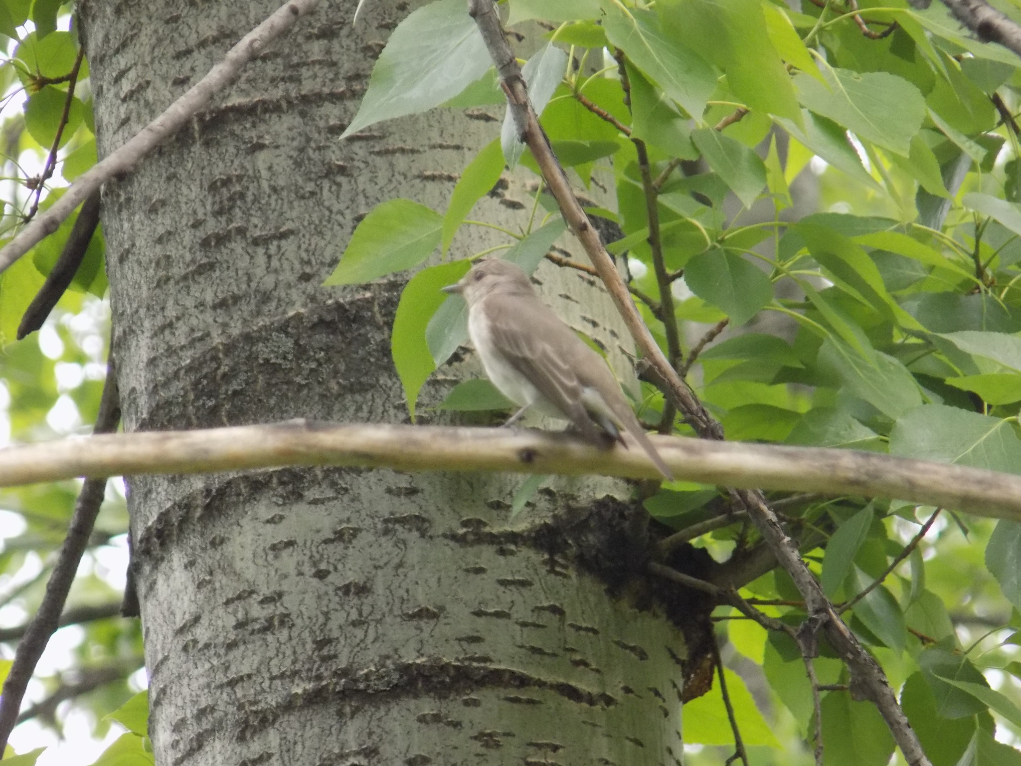 Spotted Flycatcher
