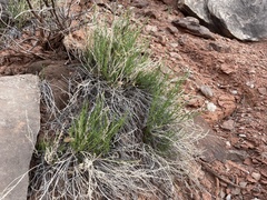 Cymopterus petraeus