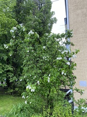 Syringa vulgaris