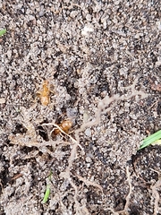 Lasius