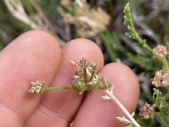 Cymopterus petraeus