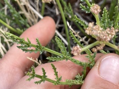 Cymopterus petraeus