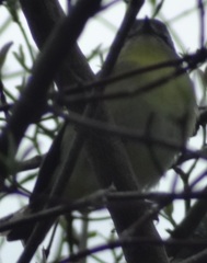 Vireo philadelphicus