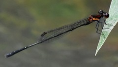 Prodasineura verticalis