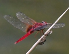 Urothemis signata insignata