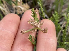 Cymopterus petraeus
