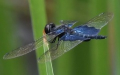 Rhyothemis triangularis